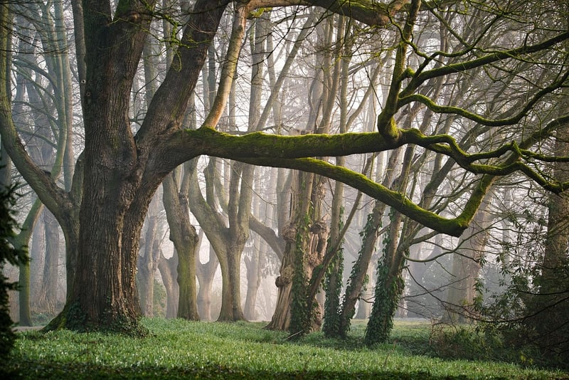 Fairy Tale Landscapes