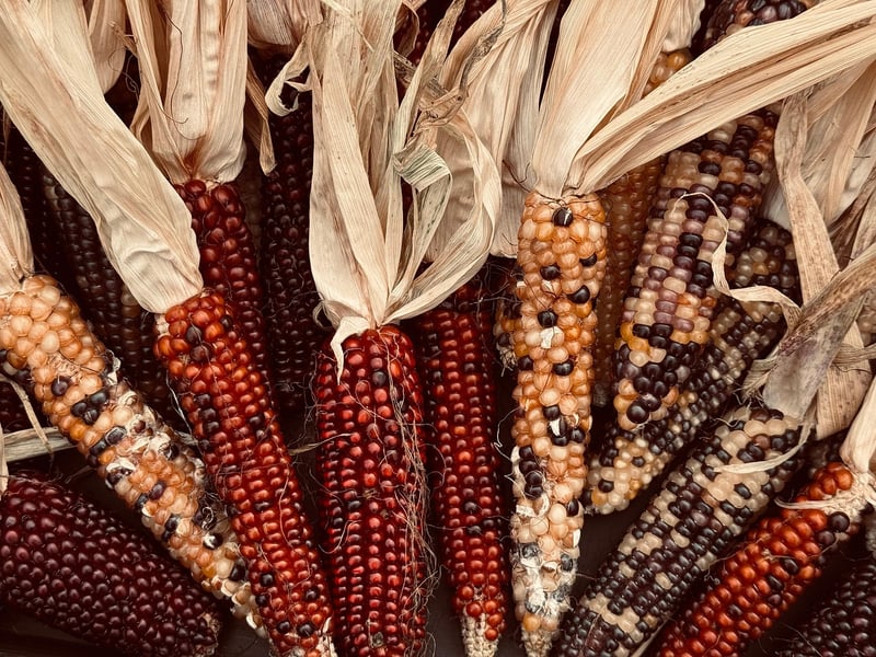 Summer Harvest